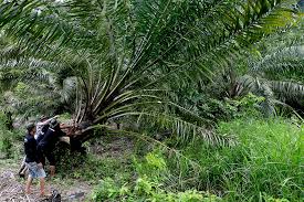 Kesan penanaman kelapa sawit kepada alam sekitar. Sekolah Kelapa Sawit Didirikan Di Musi Banyuasin Kenapa Bukan Pendidikan Konservasi Diutamakan Mongabay Co Id Mongabay Co Id