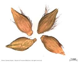 Image result for Urochloa panicoides