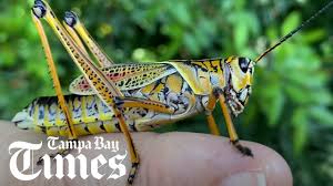 Yet another brutha, high on bath salts, ate the face off a homeless man in florida a few years back. Tampa Bay Times They Re Not Cicadas Just Florida S Giant Grasshoppers Facebook