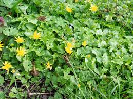 Image result for Ranunculus oreophytus