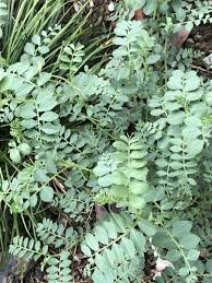 Image result for Cicer arietinum