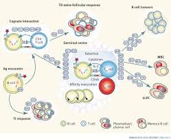 B Cell Primary Immune Responses Shlomchik 2019 Immunological Reviews Wiley Online Library
