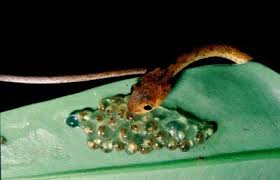Snakes generally are distinguished from lizards—which also belong to order squamata, but are placed in suborder sauria (or lacertilia). When Frogs Die Off Snake Diversity Plummets Eurekalert Science News