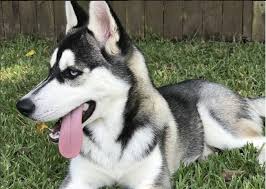 Shepskies are mixed breed dogs. Top 20 Cutest Husky Mix Breeds All About Dogs