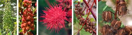 What kind of fruit is red with red spikes? Castor Bean Ricinus Communis Wisconsin Horticulture