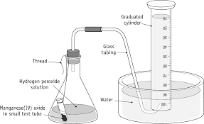 Hydrogen peroxide decomposes into water and oxygen readily in the presence of manganese dioxide catalyst. Http Mccscience Yolasite Com Resources Exp 206 1 Pdf