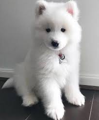 Pin By Lina On động Vật In 2020 Cute Baby Dogs Samoyed Dogs Really Cute Puppies