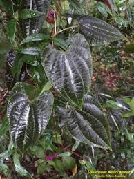 Image result for Dioscorea dregeana