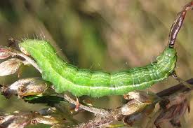 Image result for Autographa macrogamma