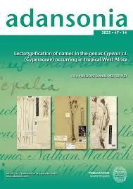 Image result for Sphaerocyperus erinaceus