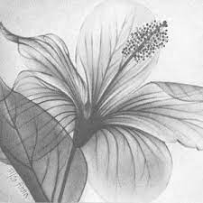 La foto del mazzo di fiori che trovate sul nostro sito si riferisce sempre ad una composizione base. Rose Fiori Disegno A Matita In Bianco E Nero Personalizzato Da Etsy