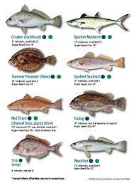 Fish Identification Fish Spanish Mackerel Types Of Fish