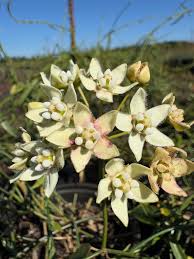 Image result for Asclepias graminifolia