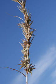 Image result for Cymbopogon caesius