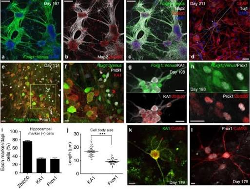Generation of functional hippocampal neurons from self-organizing human  embryonic stem cell-derived dorsomedial telencephalic tissue | Nature  Communications