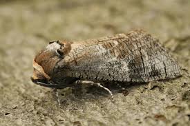 Image result for Cossus cossus