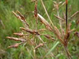 Image result for Fimbristylis madagascariensis