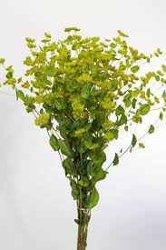 Image result for Bupleurum rotundifolium