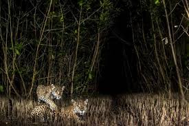 Ini adalah hutan hujan tertua di dunia. Kontes Fotografi Tunjukkan Keindahan Dan Kerapuhan Hutan Bakau Dari Meksiko Sampai Indonesia Bbc News Indonesia