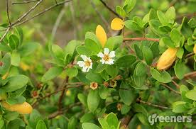 Pohon pisang liar mewakili kekayaan genetika di alam yang terabaikan, kata sebastien carpentier, penelitinya, seperti dikutip dari physorg, november 2020. Mengenal Bahan Bonsai Di Alam Liar Sekilas Bahan