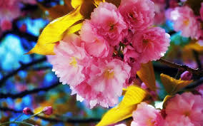 ✓ free for commercial use ✓ high quality images. High Resolution Sakura Tree Cherry Blossom Hd 1920x1200 Background Id 250051 For Desktop