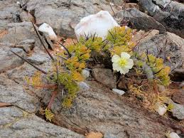 Image result for Xerophyta equisetoides