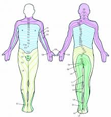 Leg muscles, muscular system of human body, human anatomy and physiology, leg muscles labelled diagram,1. Low Back And Leg Pain Is Lumbar Radiculopathy
