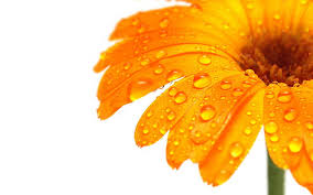 Check spelling or type a new query. Hd Wallpaper Orange Flowers Water Drops Macro White Background Wallpaper Flare