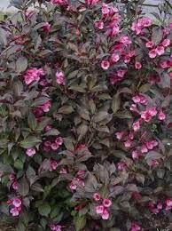 Shop Incredible Selections Of The Newest Weigelas Free Home Delivery Shrubbucket Weigela Wine And Roses Garden Shrubs Plants
