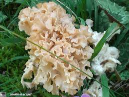 14:07 seb l' aquariophile 739 397 просмотров. Un Champignon Au Faux Air De Chou Fleur Le Jardinoscope Toute La Flore Et La Faune De Nos Parcs Et Jardins