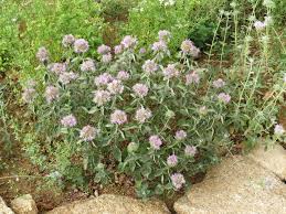 Image result for Landolphia villosa