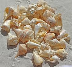 Installing a shankh for powerful vastu. à¤²à¤• à¤· à¤® à¤• à¤® à¤¸ à¤¥ à¤ˆ à¤•à¤°à¤¨ à¤š à¤¹à¤¤ à¤¹ à¤¤ à¤ªà¤¹à¤² à¤‰à¤¨à¤• à¤­ à¤ˆ à¤• à¤² à¤ à¤˜à¤° Vastu Tips Related To Conch
