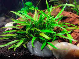 Аквариумы в ростове » аквариумные растения » криптокорина блестящая (cryptocoryne lucens). Cryptocoryne Lucens Aquasnack