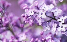 Hd wallpapers and background images. Spring Free Download Hd Desktop Wallpaper Backgrounds Images