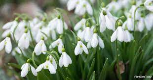 Maybe you would like to learn more about one of these? Snowdrop Flower Care Tips On Growing Galanthus Plants