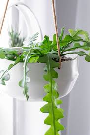 Fishbone cactus propagation and care. Ric Rac Cactus Care How To Help This Crazy Plant Thrive Indoors