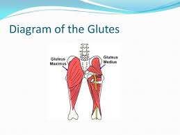 Glute muscle anatomy fitstep glute muscle anatomy shown in the second diagram are the gluteus medius and minimus which lie directly underneath the glute exercises. Sarah East And Bridget Way Brackenbury Diagram Of The Abdominals Ppt Download