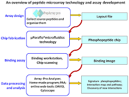 Work Flow Chart For The Peptide Microarray Analysis Of