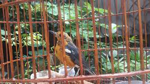 Cara Membedakan Anis Merah Jantan Dan Betina Trotolan Akurasi 99 Tepat Maswisnu Com