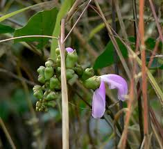 Image result for Canavalia ensiformis