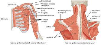 What is Frozen Shoulder? - Chiropractor in Amherst, NY