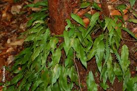 Image result for Heteromorpha stenophylla