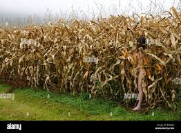 nackte Frau versteckt im Maisfeld Stockfotografie - Alamy