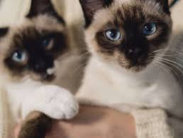 2 Sweet Cats Play Jigsaw Puzzle For Free At Puzzle Factory