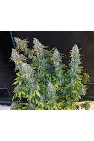 Og cookies cream cbd est une indica dominante, avec la forme typique de l'arbre de noël, très ramifiée et avec des branches très dures, qui supportent très bien . Cookies And Cream Fem