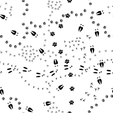 Linien 1 klasse zum ausdrucken schon tierspuren zum. Vektorgrafiken Tierspuren Vektorbilder Tierspuren Depositphotos