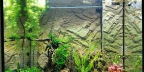 Image result for Floscopa sp.no.1