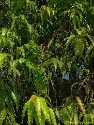 Image result for Monoon longifolium