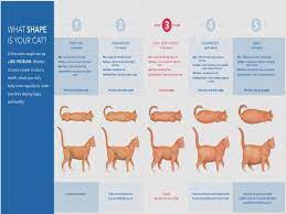 4 Month Old Kitten Weight World Of Cat Savannah Cat Growth Chart Cat Weight Chart Large Cat Breeds Norwegian Forest Cat