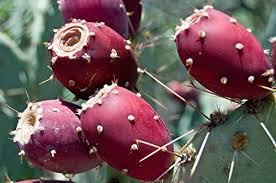 (not to be confused with tumbleweed, an object that appears in the same area). 30 Indigenous Desert Plants That Can Grow In Harsh Climate Conserve Energy Future